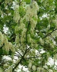 槐树的花怎么组词造句