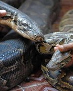 蟒蛇的时候怎么组词