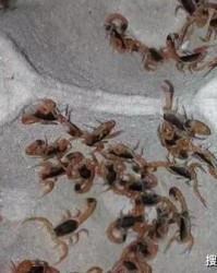 蝎子是怎么组词