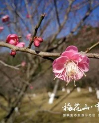 梅子梅花的梅怎么组词