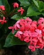 一个花怎么组词呀