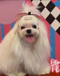 狗的家怎么组词呀