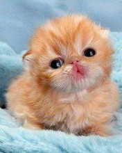 养怎么组词饲养的养