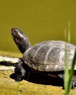 乌龟的龟龟怎么组词