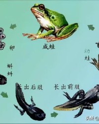 蝌蚪的蚪怎么组词
