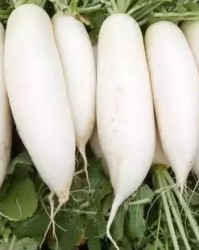 白萝卜的组词怎么写