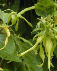 莲叶的怎么组词