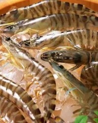 现在虾还可以怎么组词啊