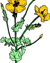 黄色的花怎么组词啊