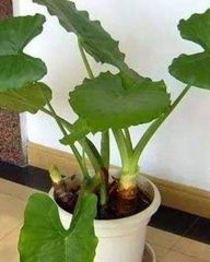 阴组词(阴组词部首)