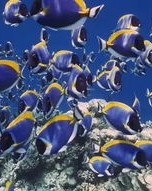 鲸鱼的鱼鱼怎么组词