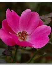 一朵朵怎么组词