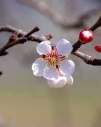 抵字组词(抵字组词怎么组)