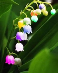 铃兰细语怎么组词