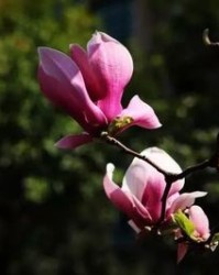 旨怎么组词(俤怎么组词)