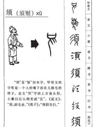 须的拼音和组词(须的拼音和组词和部首和大写字母)