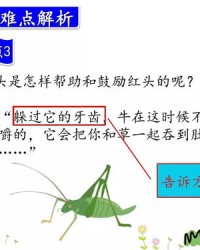 杜鹃肚肚怎么组词