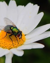 是虫子的虫怎么组词