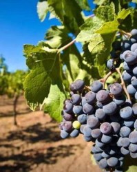 葡萄萄的萄怎么组词