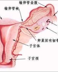 器官的管怎么组词