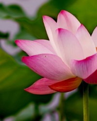 什可以怎么组词(用一一组词组四个字)