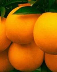 橙子的枪怎么组词