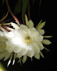 昙昙花的昙怎么组词