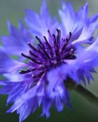 矢车菊的矢还能怎么组词