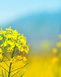 油菜花可以怎么组词