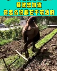 跟怎么组词耕田的耕