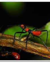 虫的组词有哪些