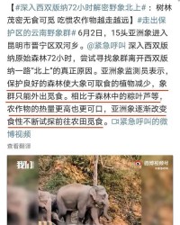 象还可以怎么组词