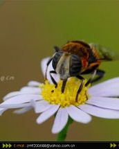 虫儿虫虫怎么组词