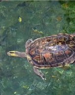 军师的龟怎么组词