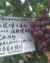 葡萄的葡怎么怎么组词