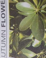 茂盛的茂怎么组词