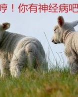 木字旁的羊羊怎么组词