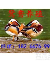 鸟类的活动鸳鸯怎么组词