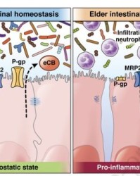 虚弱的虚怎么组词语