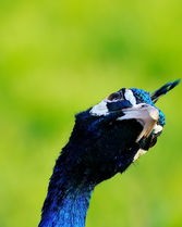 孔雀的雀怎么怎么组词