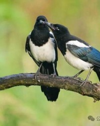 喜鹊的那个却怎么组词