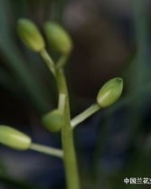 花蕾的花蕾的蕾怎么组词