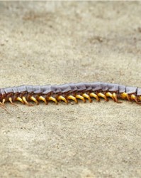 蜈蚣的蚣怎么组词