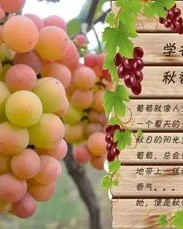 葡萄的葡怎么组词的