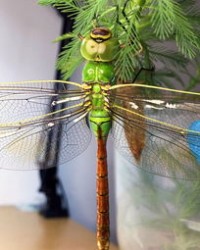 蜻蜓展翅的翅怎么组词