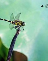 蜻蜓的篱怎么组词