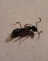 我蚂蚁的蚁怎么组词