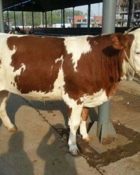 牛犊的犊能怎么组词