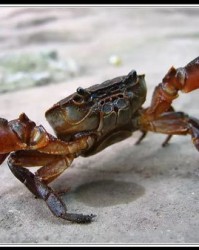 螃蟹的唐怎么组词