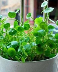 郁郁葱葱的郁怎么组词